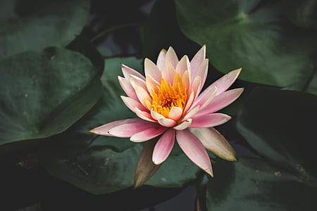 selective focus photography of lily flower thumbnail