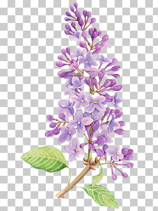 Lilac Flower Drawing Tattoo Watercolor painting, Purple flowers, purple petaled flowers PNG clipart