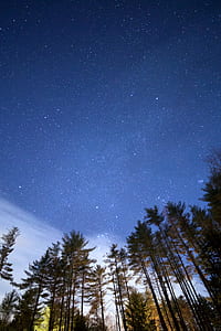 Low Angle Photo of Green Leaf Tall Trees Under Night Time thumbnail