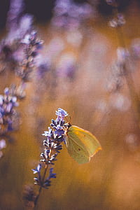 closeup photography of green butterfly on lavender flower thumbnail