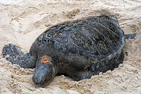 Sea turle on a sandy beach. thumbnail