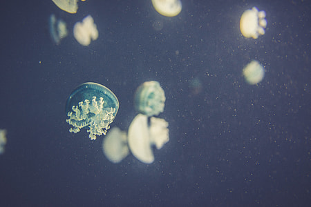 underwater photography of jelly fish thumbnail
