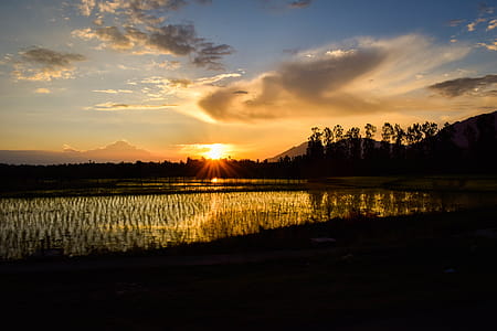 Silhouette Of Rice Fields Under Calm Sky During Golden Hour thumbnail