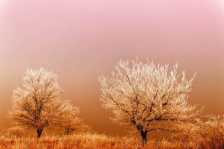 two white and brown trees during daytime thumbnail