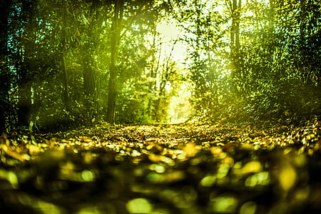 low angle photography of green forest during daytime thumbnail