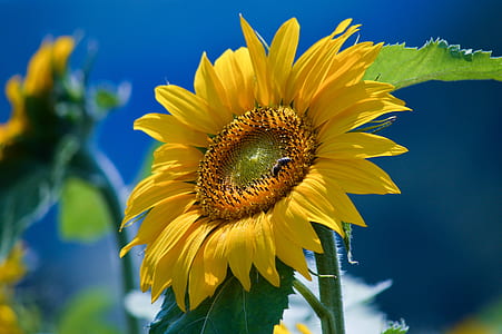 yellow Sunflower in bloom thumbnail