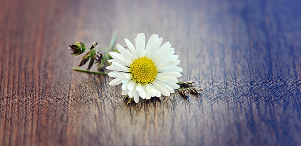 focused photo of white daisy thumbnail