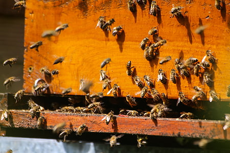 bees on brown wooden hive thumbnail
