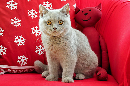 gray fur cat beside red cat plush toy on red sofa thumbnail