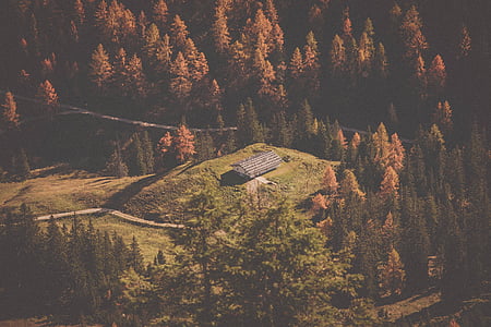 brown and green pine trees thumbnail