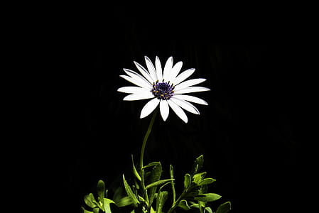white blue-eyed daisy closeup photo thumbnail