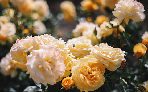 orange flowers in tilt shift lens photography thumbnail