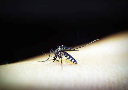 tiger mosquito on human skin thumbnail