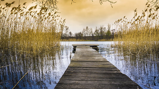 brown dock thumbnail