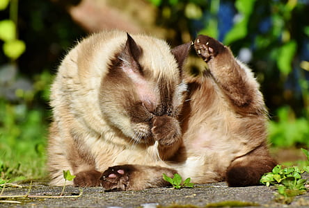 brown cat near plants thumbnail