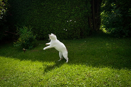 white cat standing on green grass near green bush at daytime thumbnail