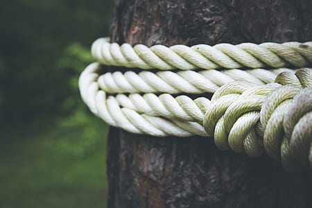 white rope coiled up on tree trunk thumbnail