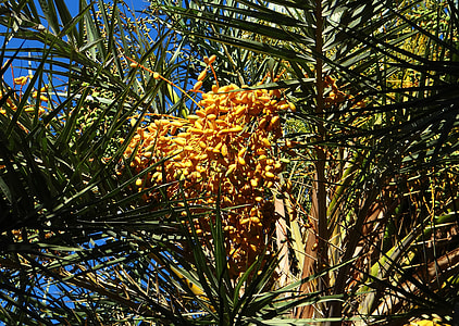 Wild Date Palm, Phoenix Sylvestris thumbnail