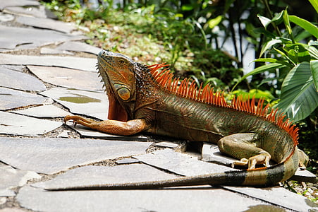 green and orange iguana thumbnail