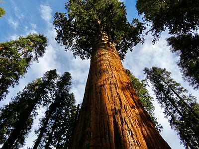 giant redwood during daytime thumbnail