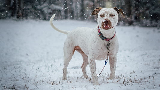 focus photo of adult white American pit bull terrier on snow covered area thumbnail