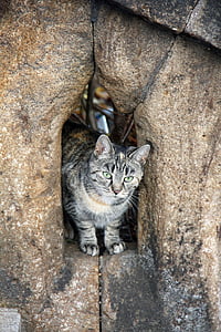 gray tabby cat on beige rock formation thumbnail