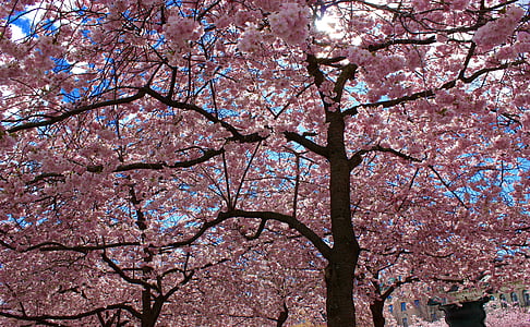 pink cherry blossoms tres thumbnail