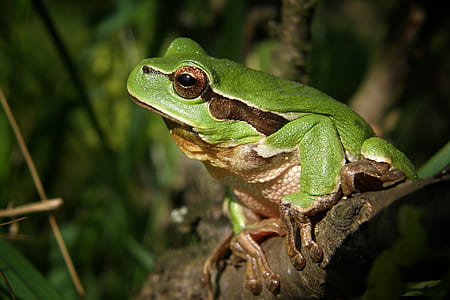 selective focus photography of green and brown frog perched on tree branch thumbnail