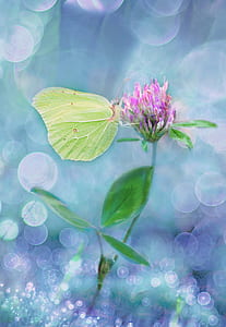 green butterfly on pink flower thumbnail