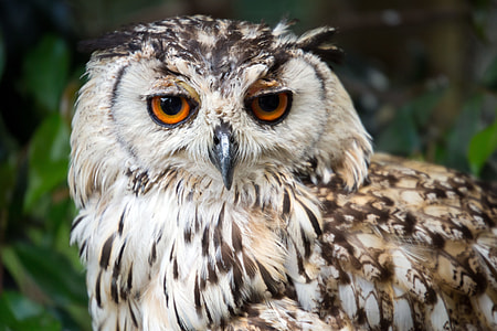 white and black owl photography thumbnail