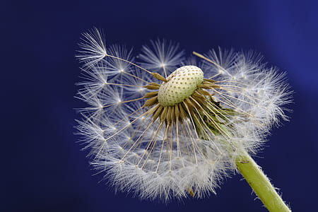 closeup photo of white dandelion thumbnail