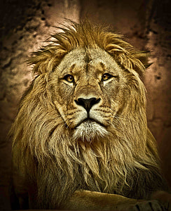 portrait photography of lion thumbnail