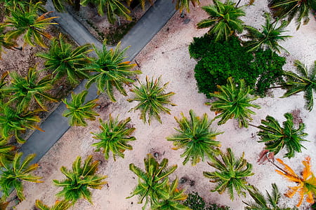Aerial Shot Of Palm Trees thumbnail