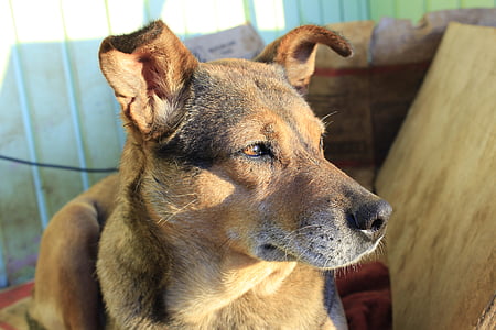 adult black and tan German shepherd thumbnail