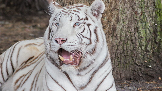 albino tiger in close-up photography thumbnail