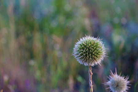 close-up photo of round white and green plant thumbnail