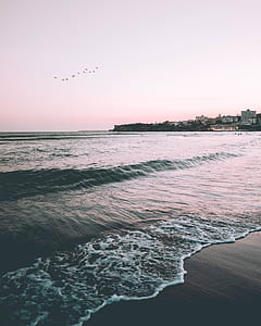 flying birds near ocean thumbnail