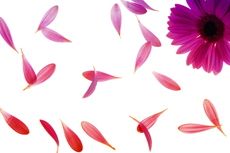 pink daisy flower thumbnail