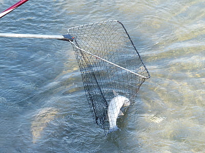 fish in black fishing net thumbnail