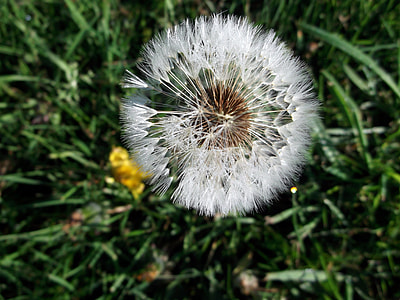 Dandelion, Composites thumbnail