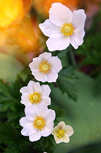 closeup view of white flowers thumbnail