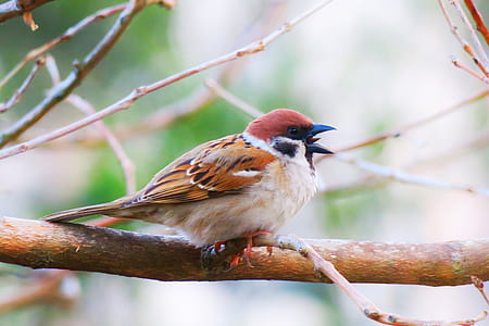 brown and beige bird thumbnail