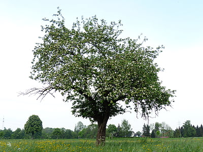 green leaf tree at daytime thumbnail
