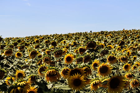 bed of yellow sunflowers thumbnail