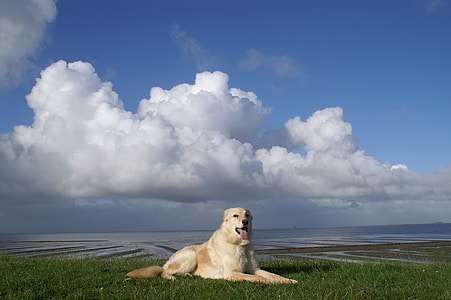 dog sitting on grass field near water under blue sky and white clouds at daytime thumbnail