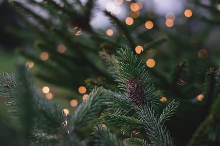 close photography of green tree thumbnail