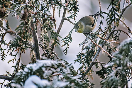 gray bird perched on branch thumbnail