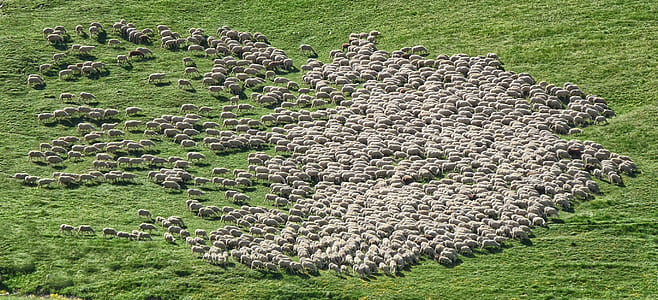 aerial view photography of herd of sheep thumbnail