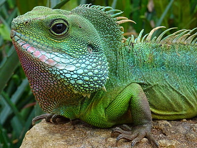 animal, head, green, rock thumbnail