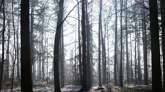 bare trees during daytime in nature photography thumbnail